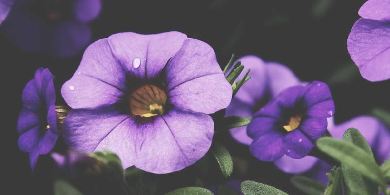 技术博客必备：网络技术最佳实践与编程开发实战指南