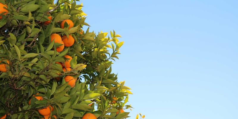 网络技术71：BLD LCG在编程开发中的创新应用与实践解析